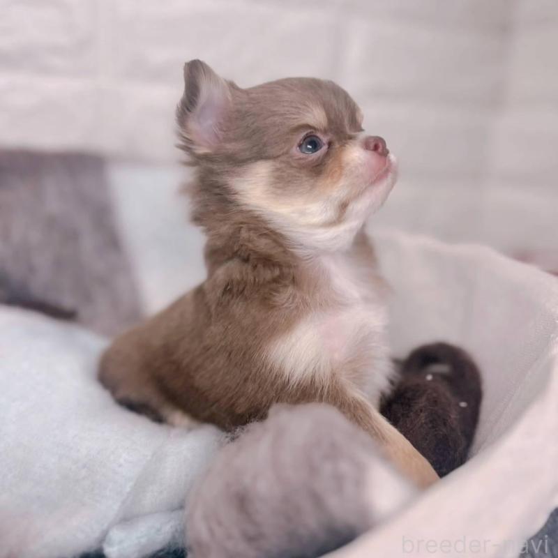 販売中の大阪府のチワワ(ロングコート)-447900の3枚目