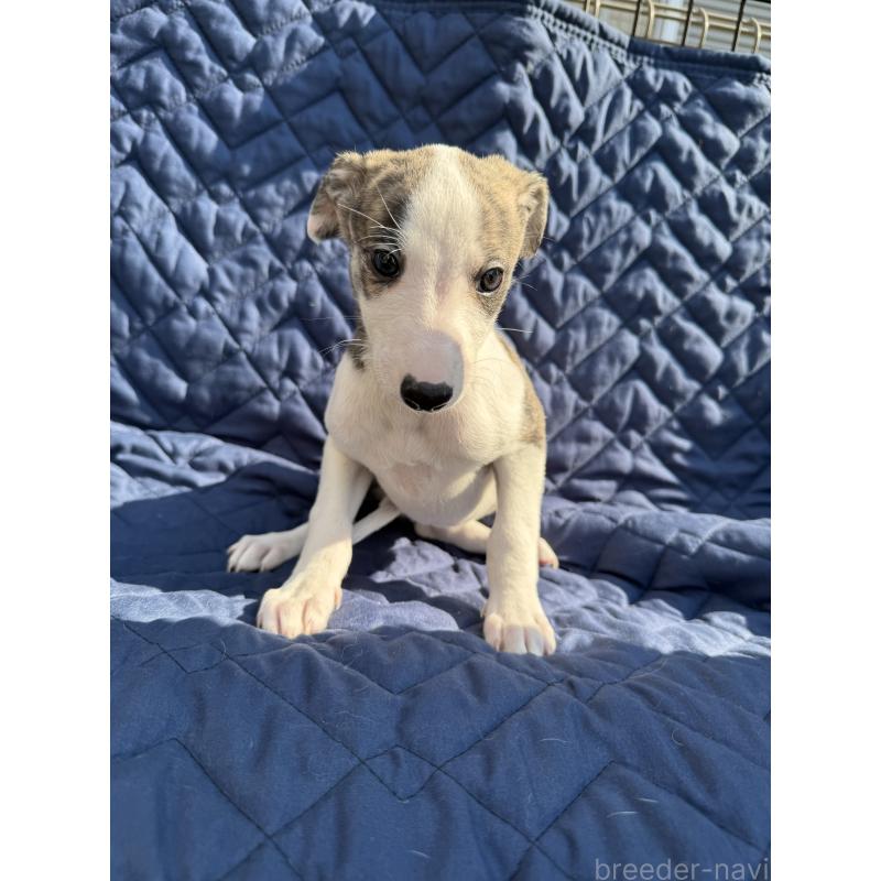 販売中の兵庫県のウィペット-447898の5枚目