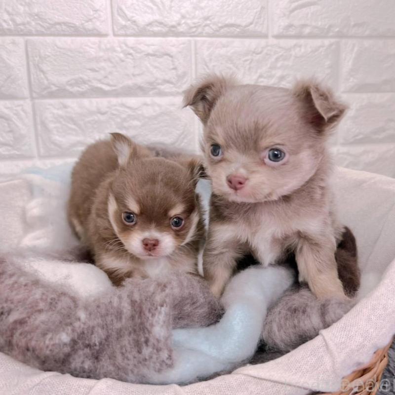 販売中の大阪府のチワワ(ロングコート)-447900の2枚目