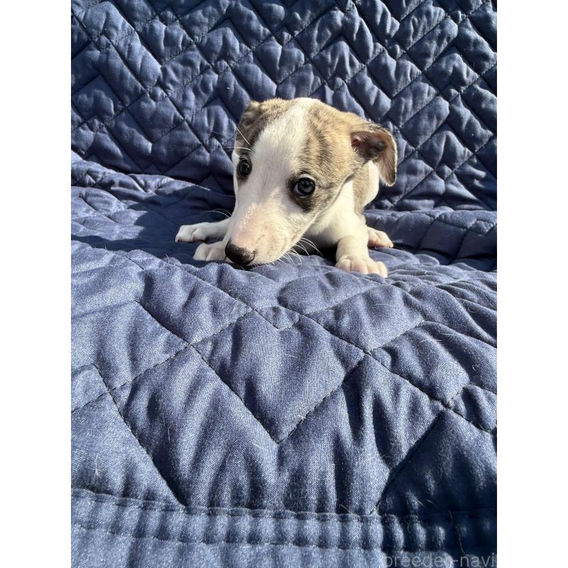 販売中の兵庫県のウィペット-447898の4枚目