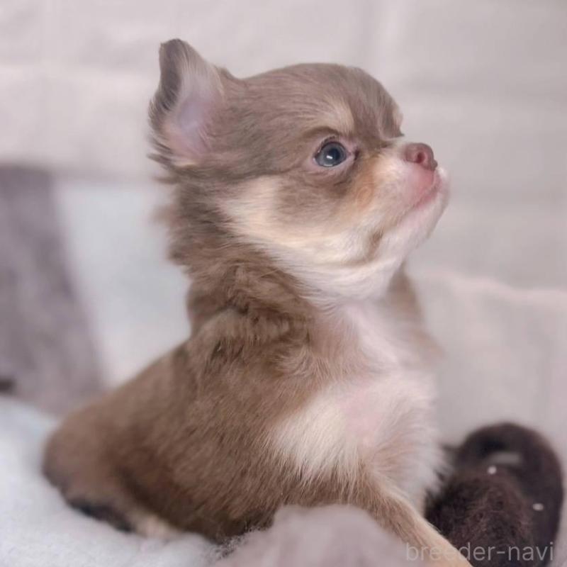 販売中の大阪府のチワワ(ロングコート)-447900の1枚目