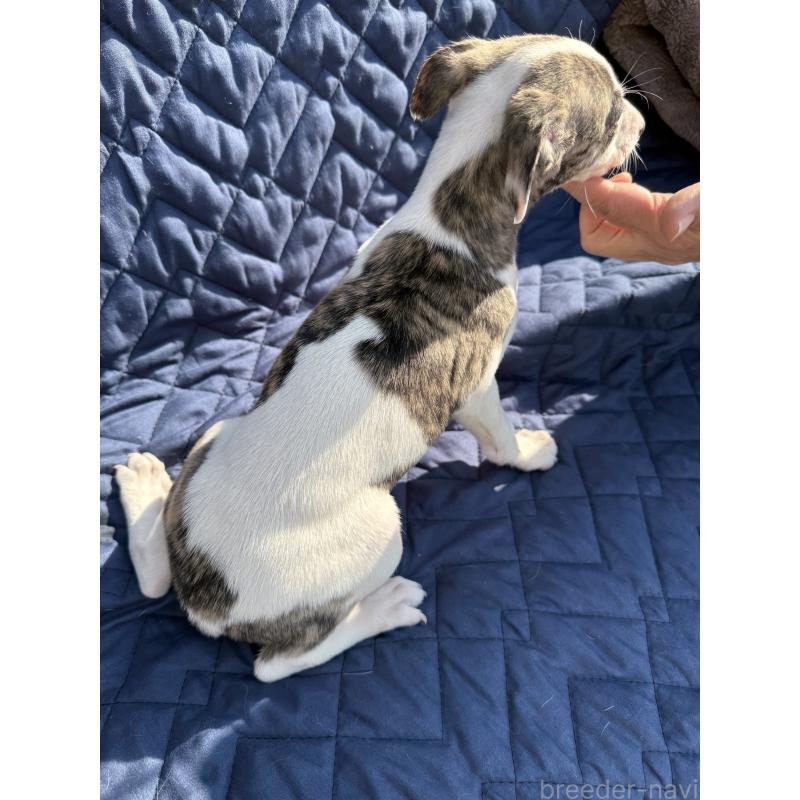 販売中の兵庫県のウィペット-447898の3枚目