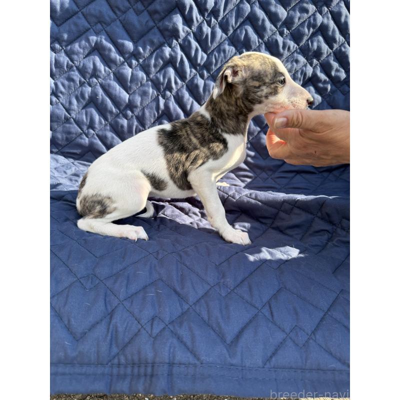 販売中の兵庫県のウィペット-447898の2枚目