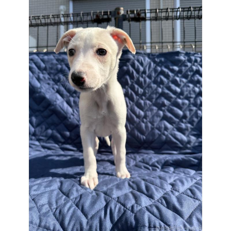 販売中の兵庫県のウィペット-447899の5枚目