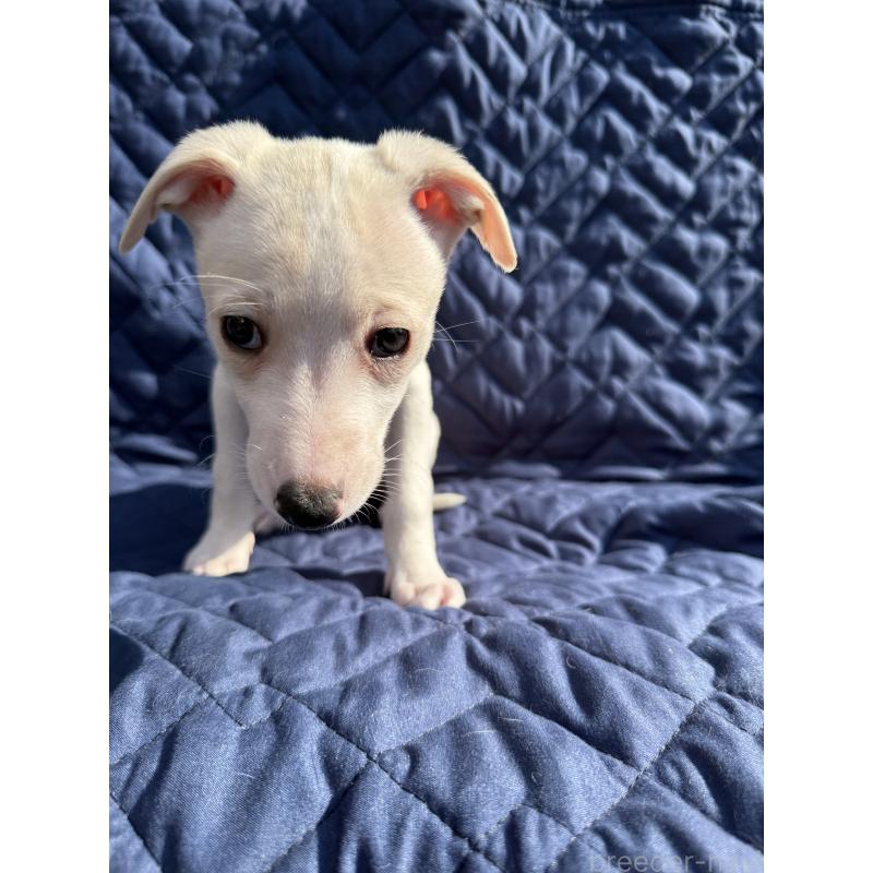 販売中の兵庫県のウィペット-447899の4枚目