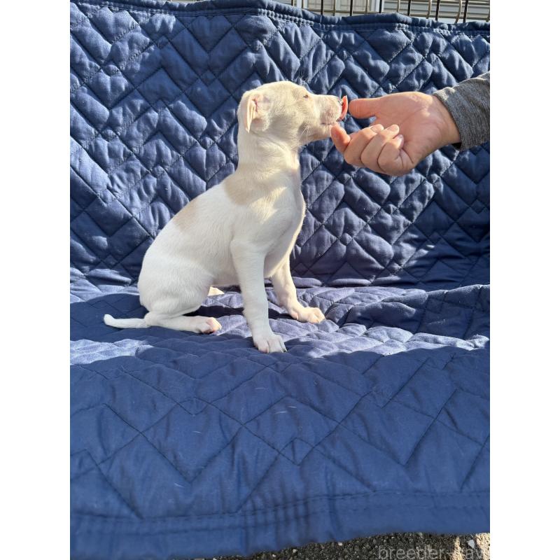 販売中の兵庫県のウィペット-447899の3枚目