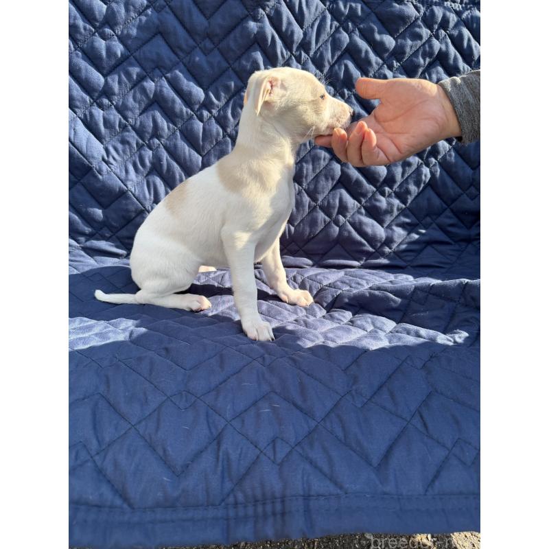 販売中の兵庫県のウィペット-447899の2枚目