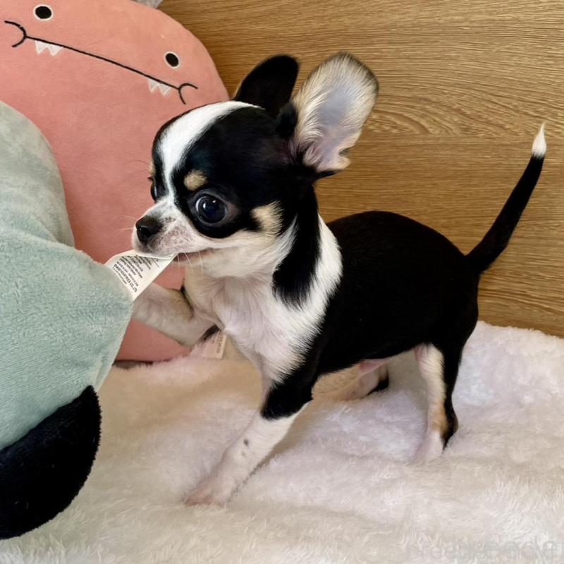 販売中の栃木県のミックス犬-447901の6枚目