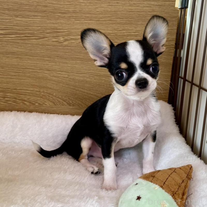 販売中の栃木県のミックス犬-447901の5枚目