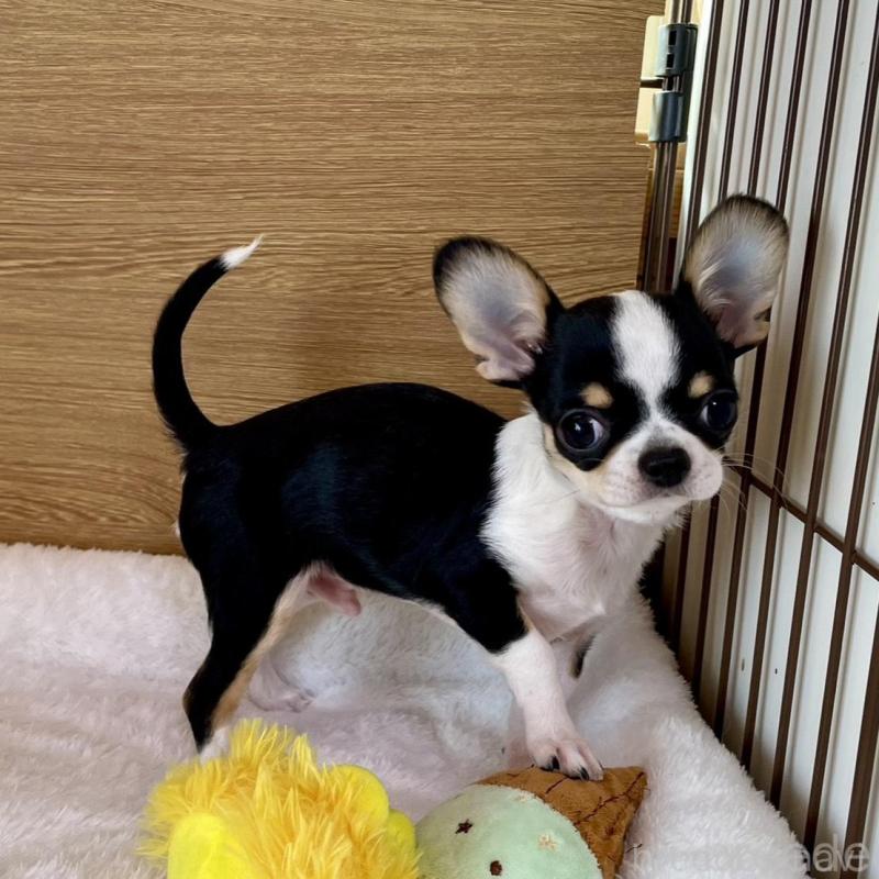 販売中の栃木県のミックス犬-447901の4枚目