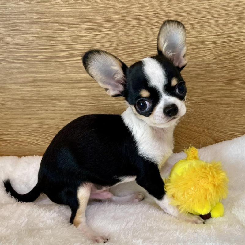 販売中の栃木県のミックス犬-447901の3枚目