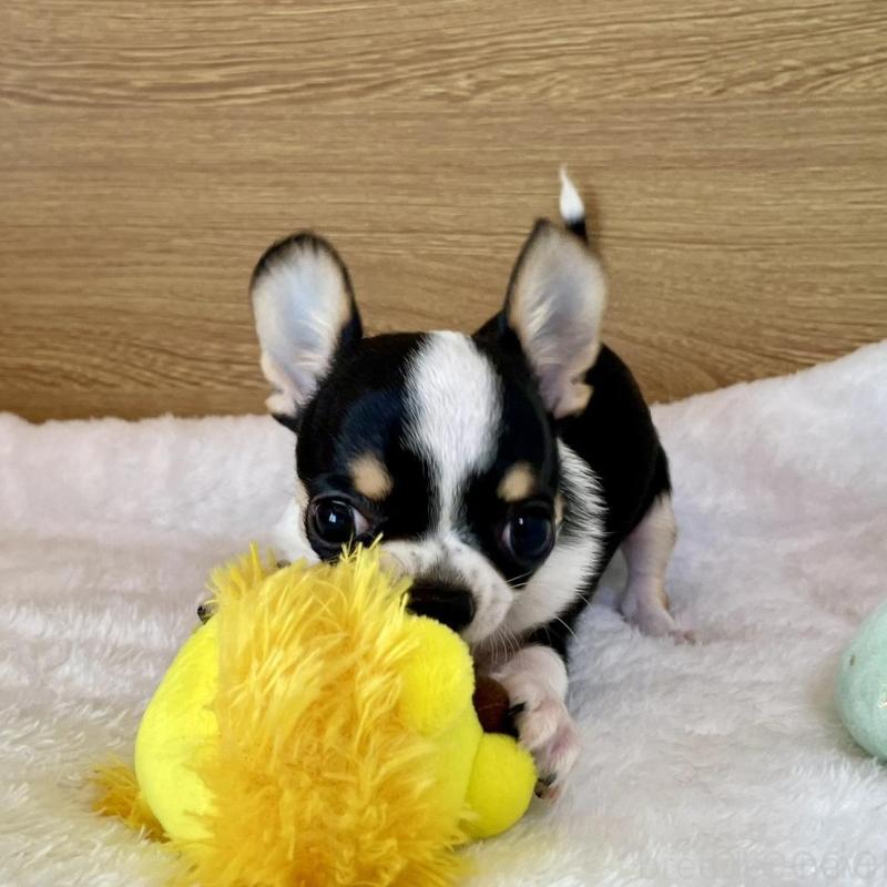 販売中の栃木県のミックス犬-447901の2枚目