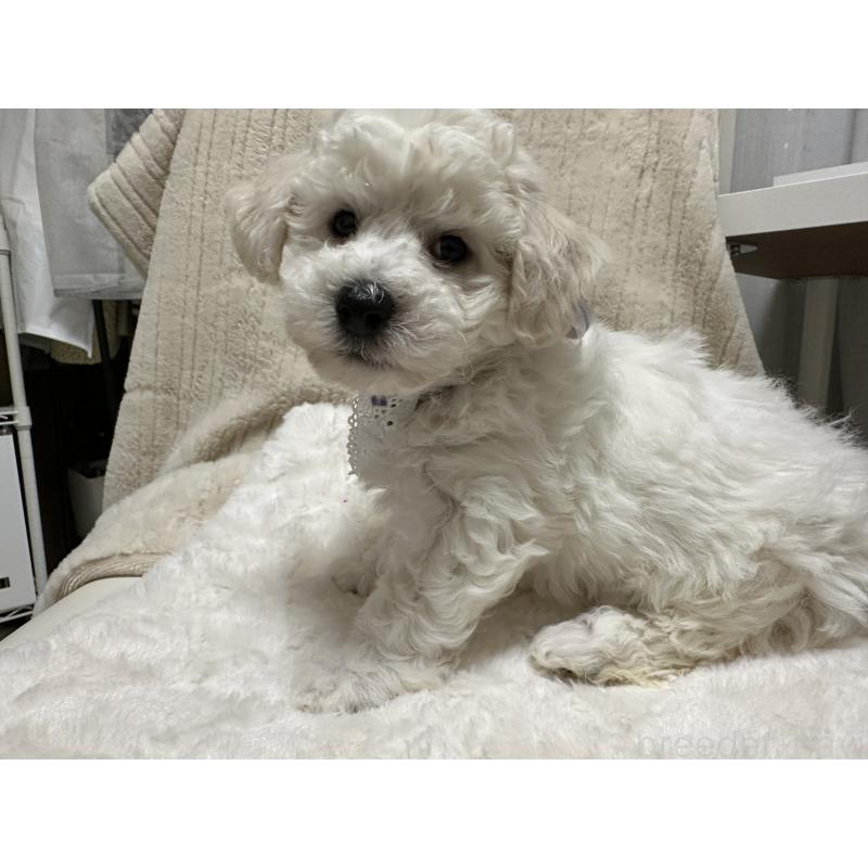 販売中の神奈川県のビションフリーゼ-447902の3枚目