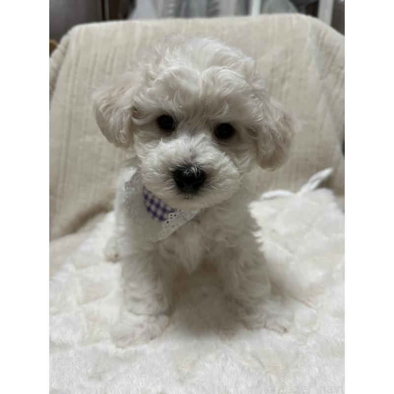 販売中の神奈川県のビションフリーゼ-447902の2枚目