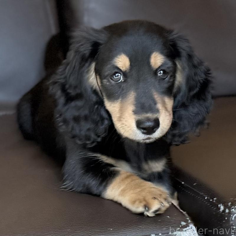 販売中の埼玉県のミニチュアダックスフンド(ロングヘアード)-440909