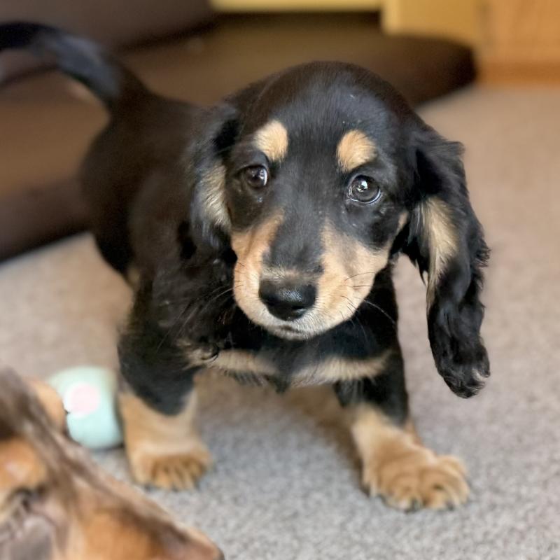 販売中の埼玉県のミニチュアダックスフンド(ロングヘアード)-440909の4枚目