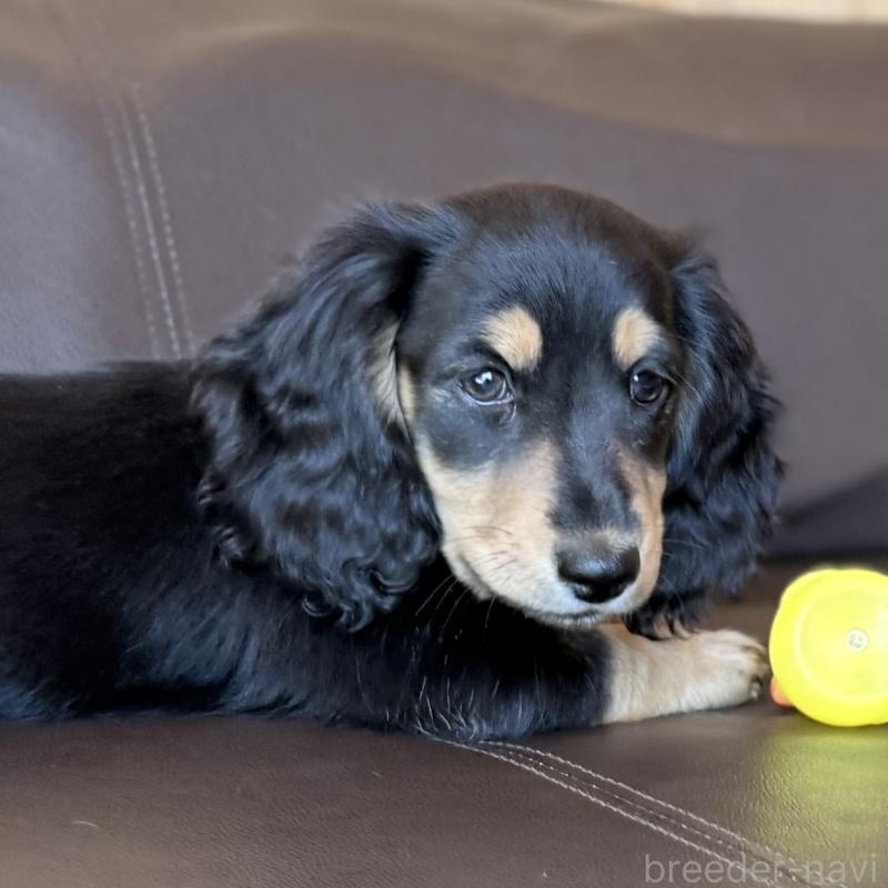 販売中の埼玉県のミニチュアダックスフンド(ロングヘアード)-440909の3枚目