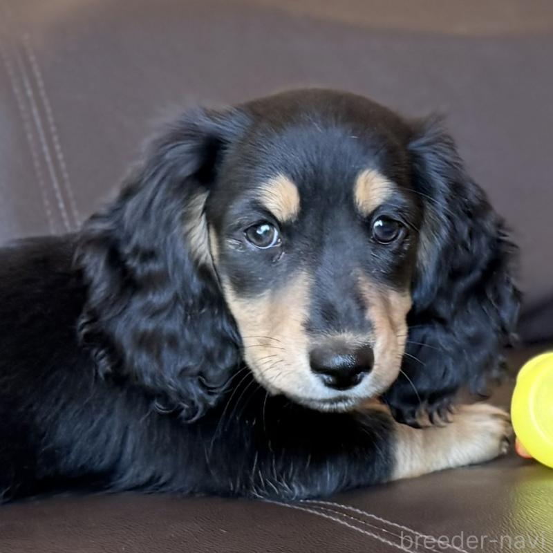 販売中の埼玉県のミニチュアダックスフンド(ロングヘアード)-440909の2枚目