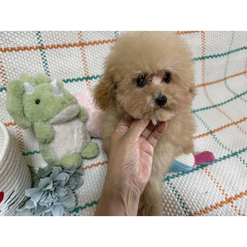 販売中の兵庫県のティーカッププードル-427283