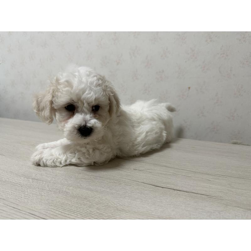 販売中の神奈川県のビションフリーゼ-447903の2枚目