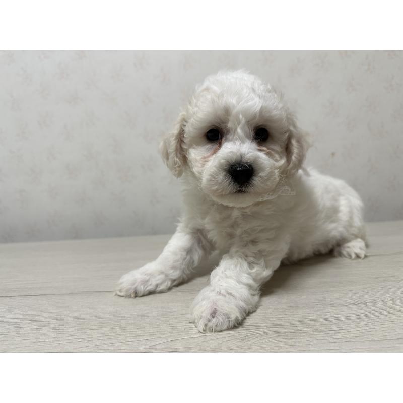 販売中の神奈川県のビションフリーゼ-447904の3枚目