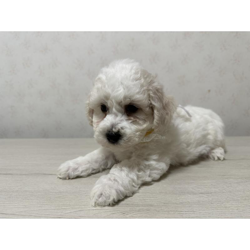 販売中の神奈川県のビションフリーゼ-447904の2枚目