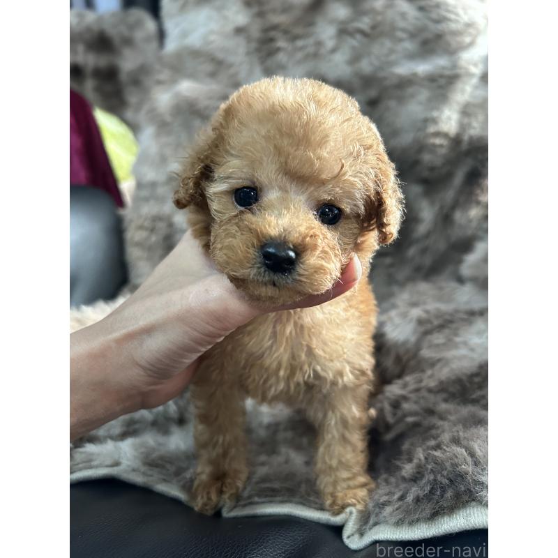 販売中の鹿児島県のタイニープードル-447905の7枚目