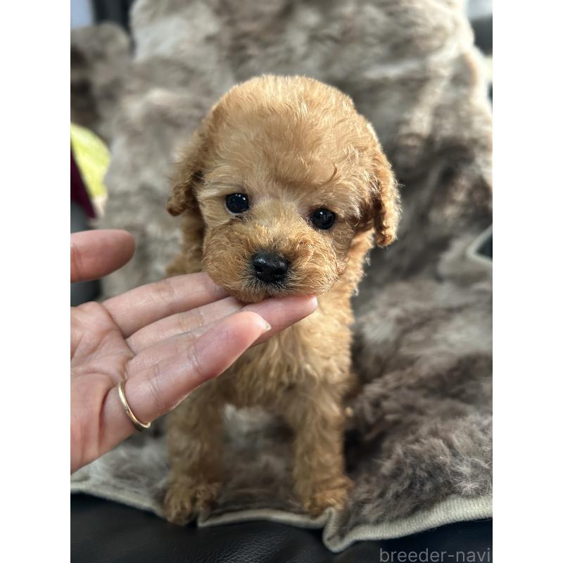 販売中の鹿児島県のタイニープードル-447905の5枚目
