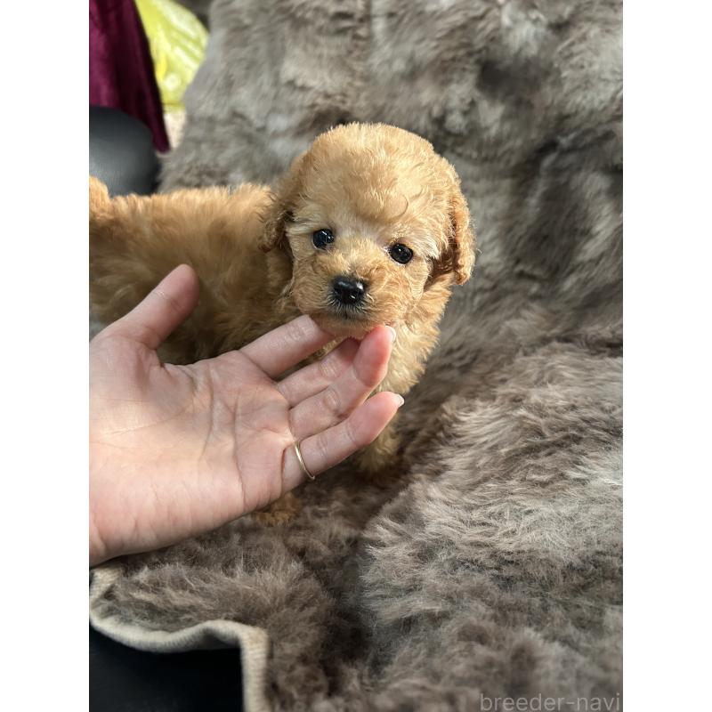 販売中の鹿児島県のタイニープードル-447905の4枚目