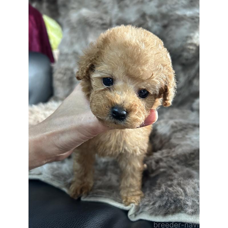 販売中の鹿児島県のタイニープードル-447905の2枚目
