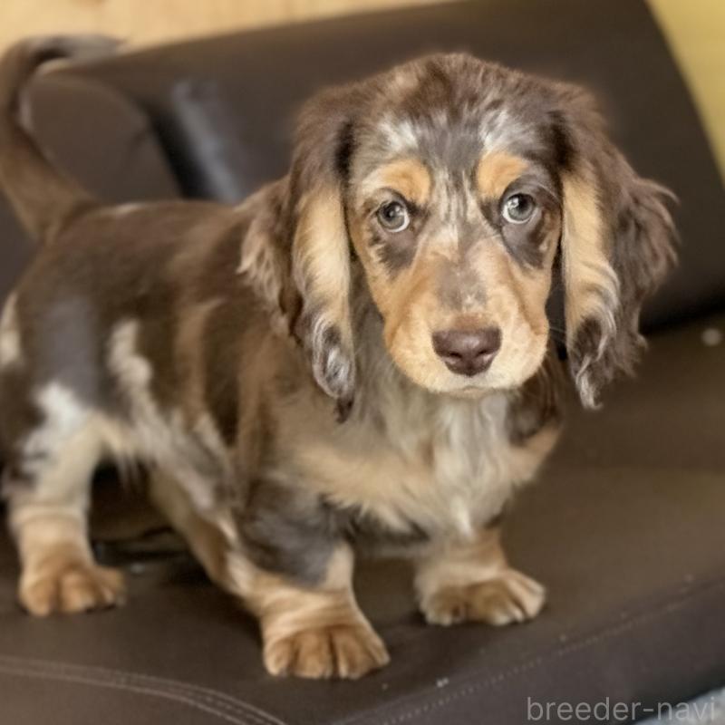 販売中の埼玉県のミニチュアダックスフンド(ロングヘアード)-440905の9枚目