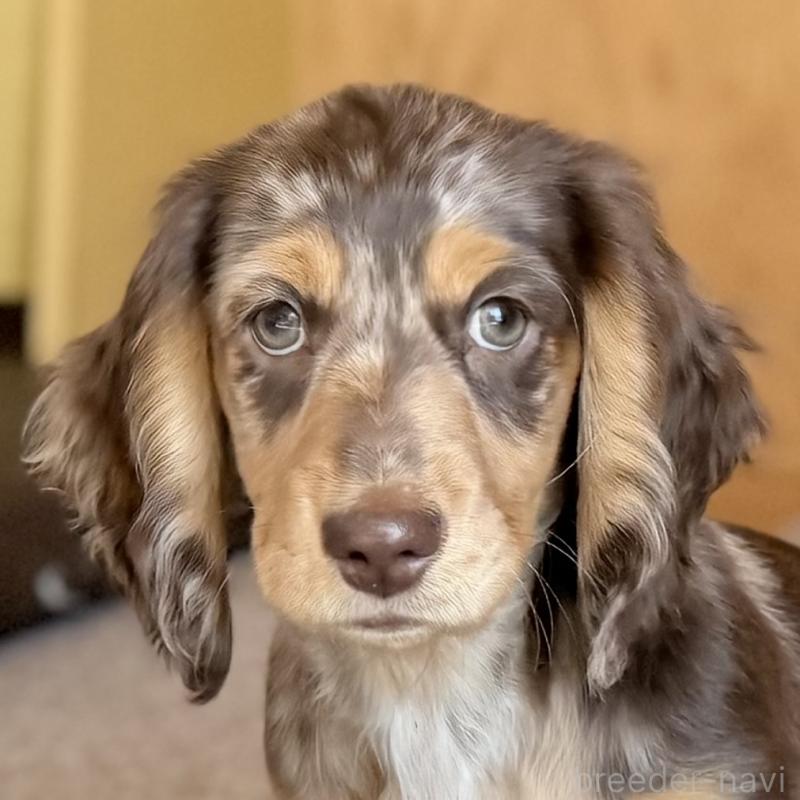 販売中の埼玉県のミニチュアダックスフンド(ロングヘアード)-440905の8枚目