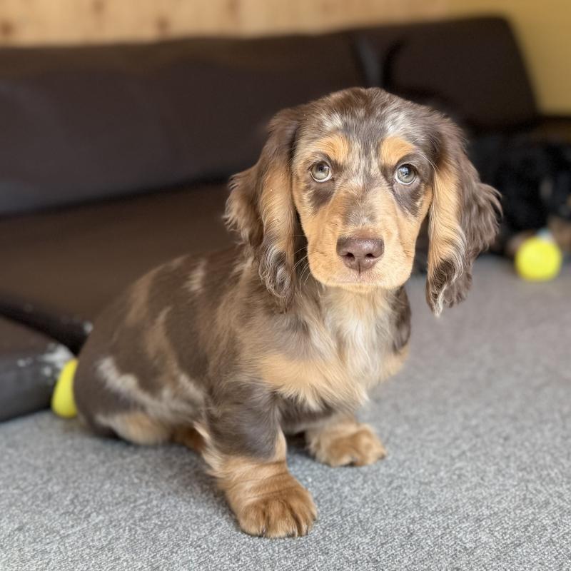 販売中の埼玉県のミニチュアダックスフンド(ロングヘアード)-440905の7枚目