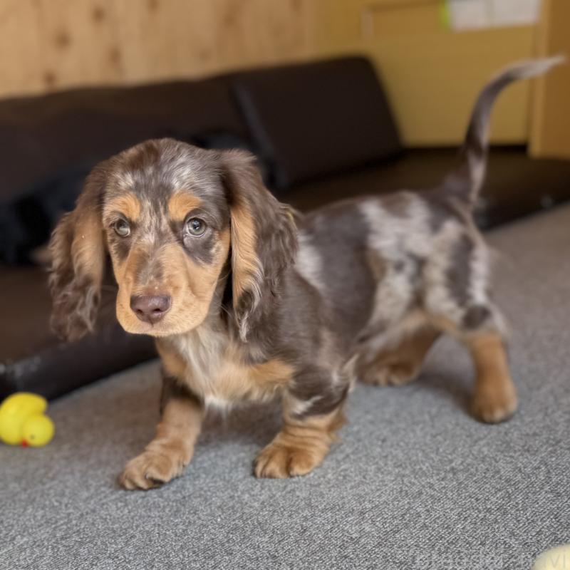 販売中の埼玉県のミニチュアダックスフンド(ロングヘアード)-440905の6枚目