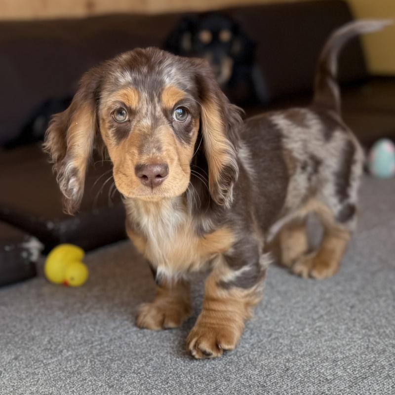 販売中の埼玉県のミニチュアダックスフンド(ロングヘアード)-440905の5枚目