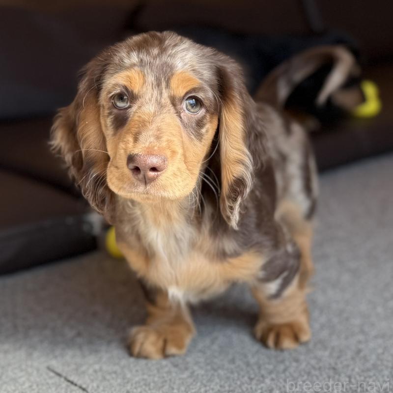 販売中の埼玉県のミニチュアダックスフンド(ロングヘアード)-440905の4枚目