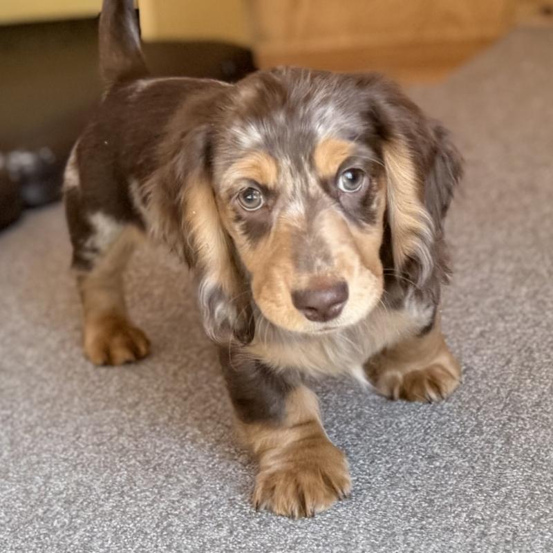 販売中の埼玉県のミニチュアダックスフンド(ロングヘアード)-440905の3枚目