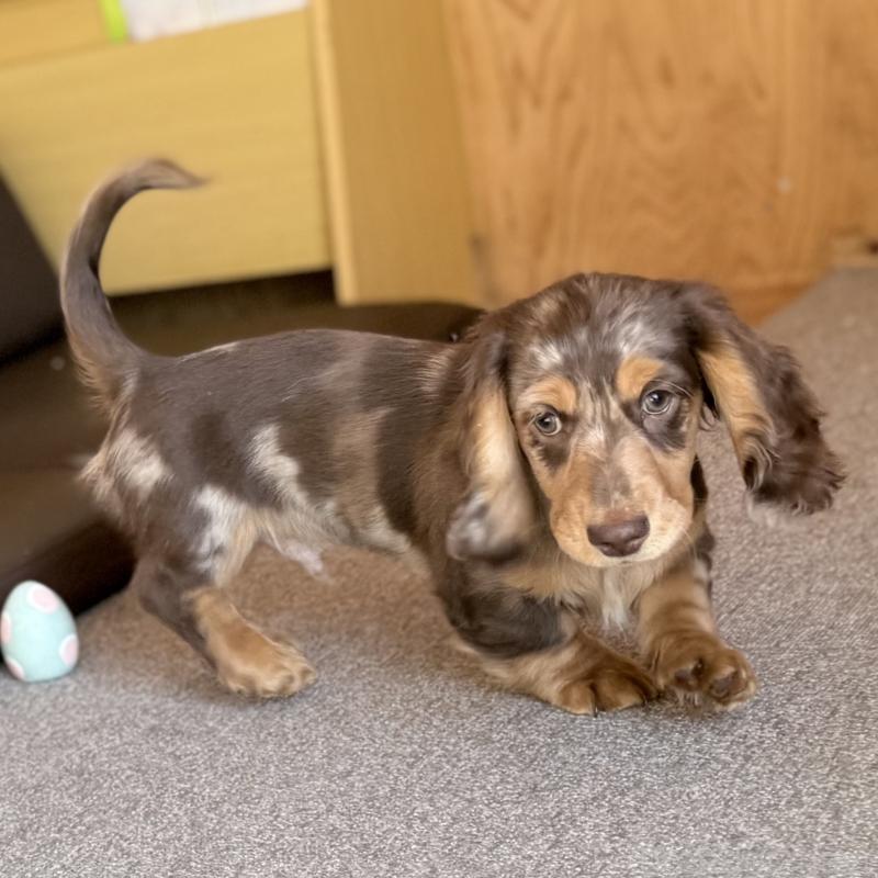 販売中の埼玉県のミニチュアダックスフンド(ロングヘアード)-440905の2枚目