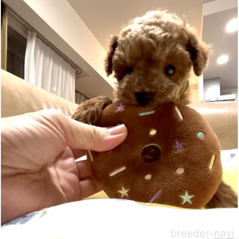 販売中の奈良県のタイニープードル-446944