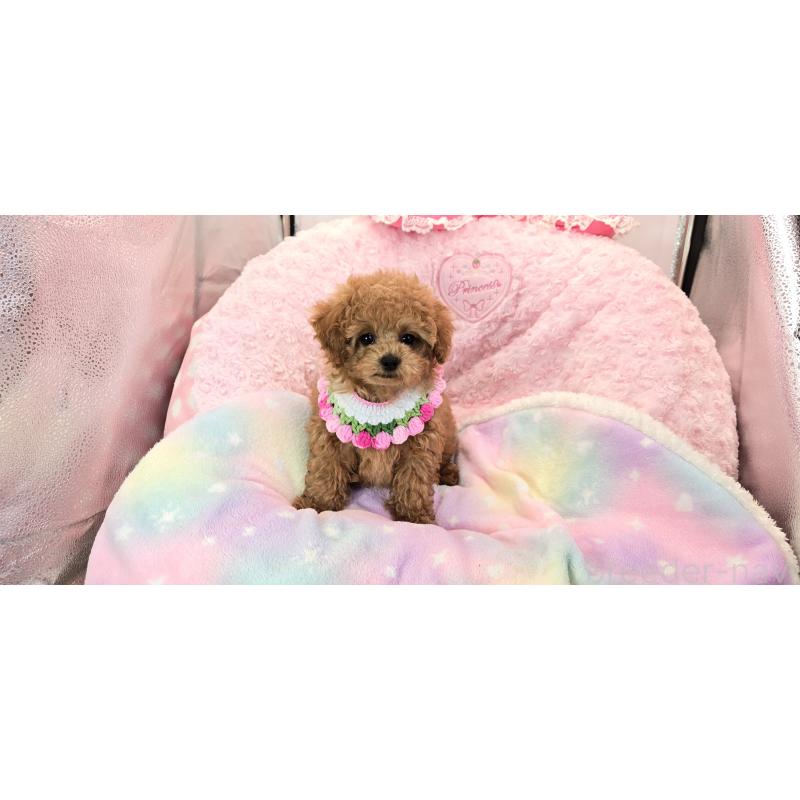 販売中の沖縄県のタイニープードル-440674の4枚目