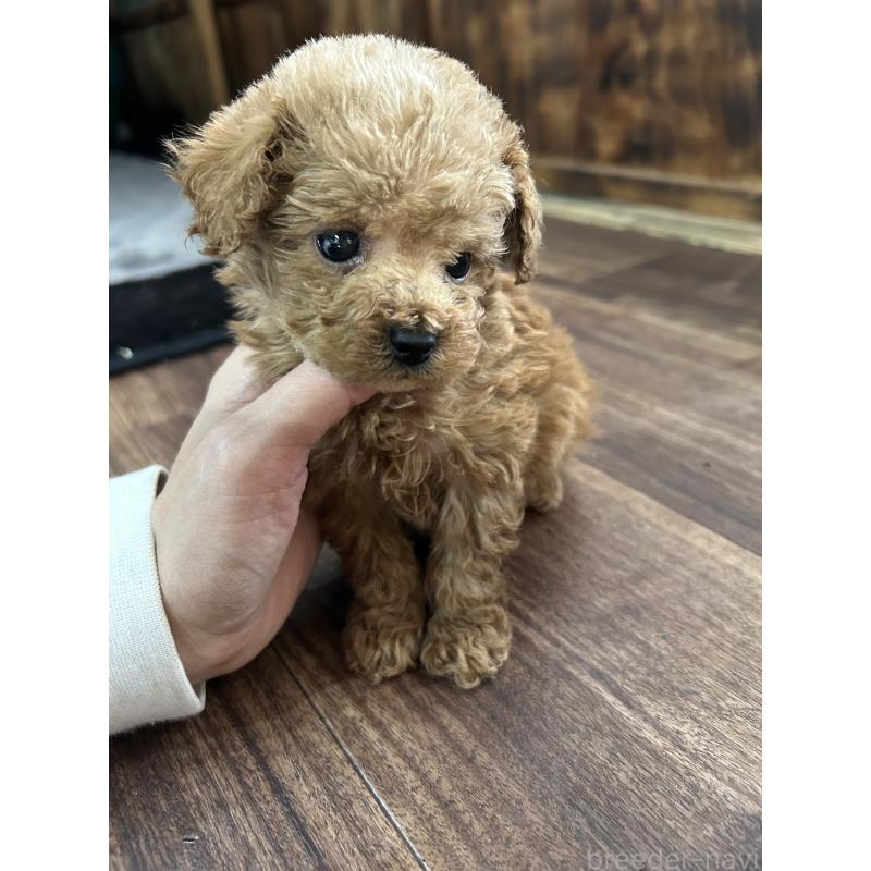 販売中の鹿児島県のティーカッププードル-447906の5枚目