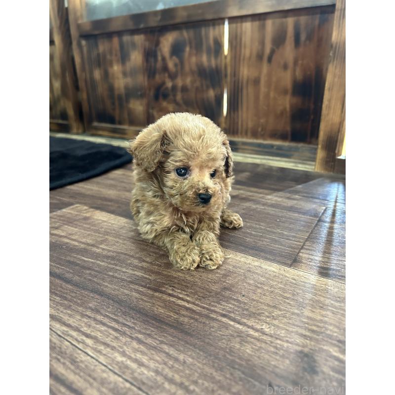 販売中の鹿児島県のティーカッププードル-447906の4枚目