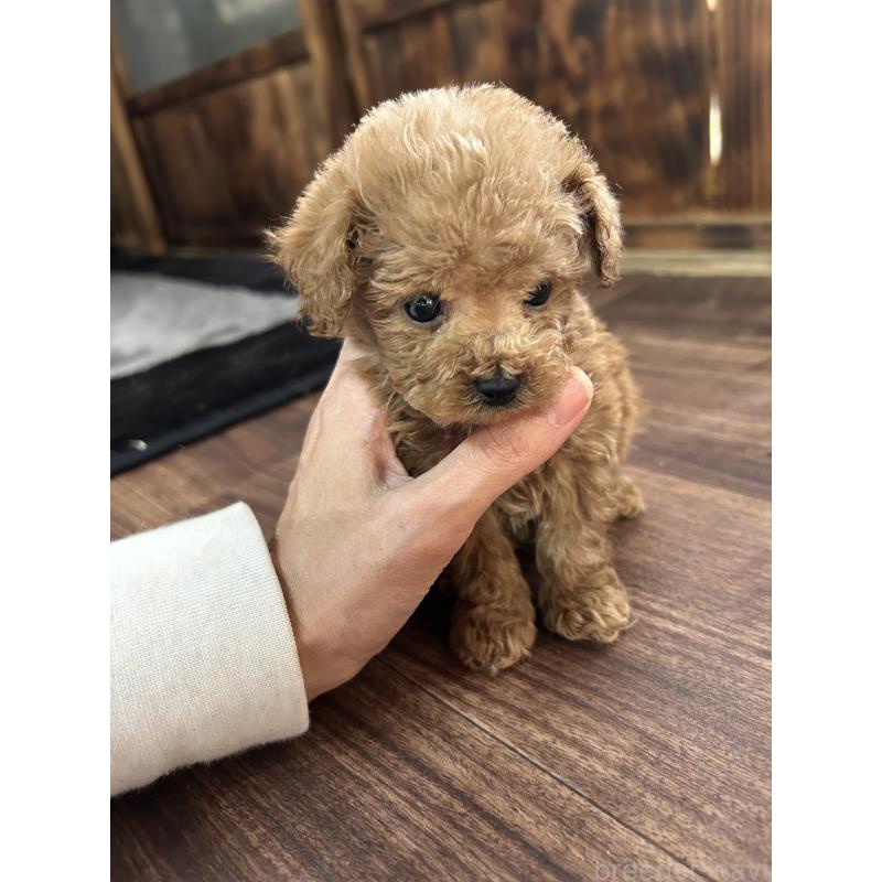 販売中の鹿児島県のティーカッププードル-447906の2枚目