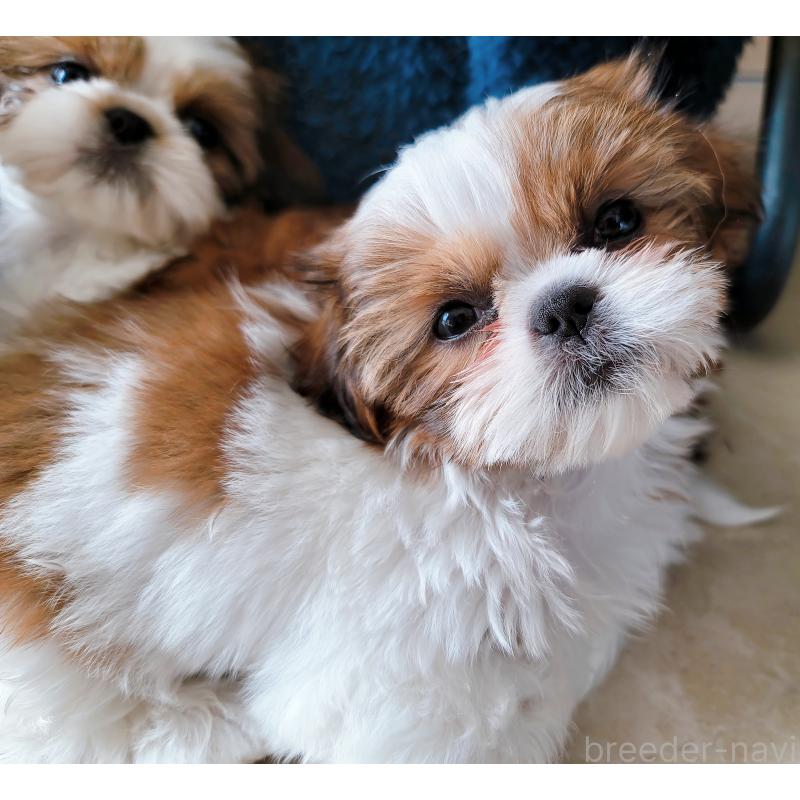 販売中の大分県のシーズー-447908の7枚目