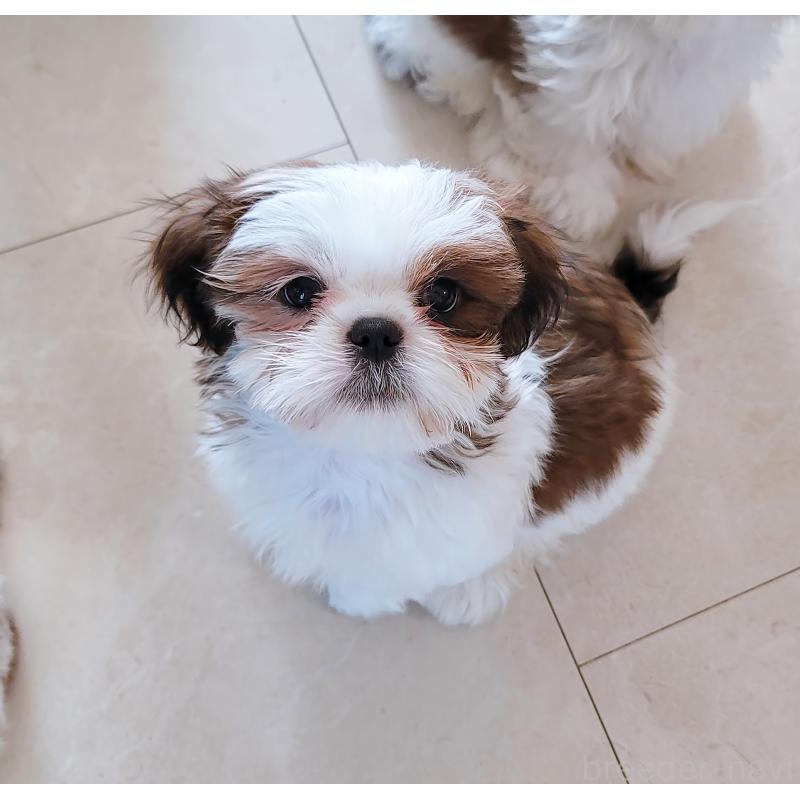 販売中の大分県のシーズー-447909の6枚目