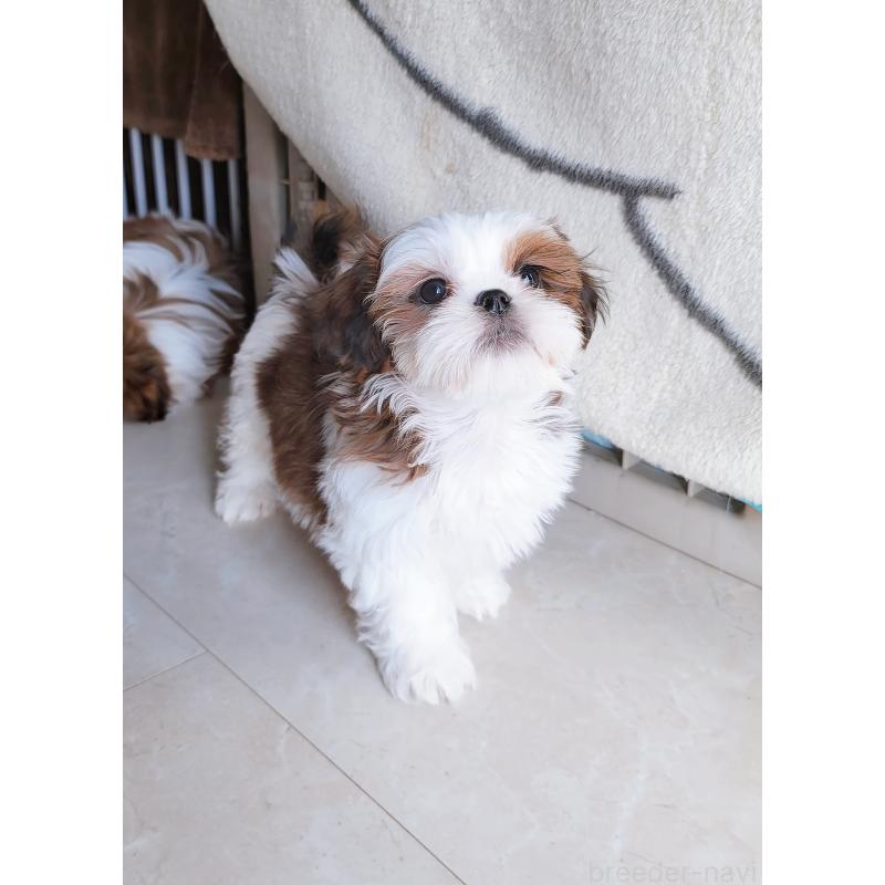 販売中の大分県のシーズー-447909の5枚目