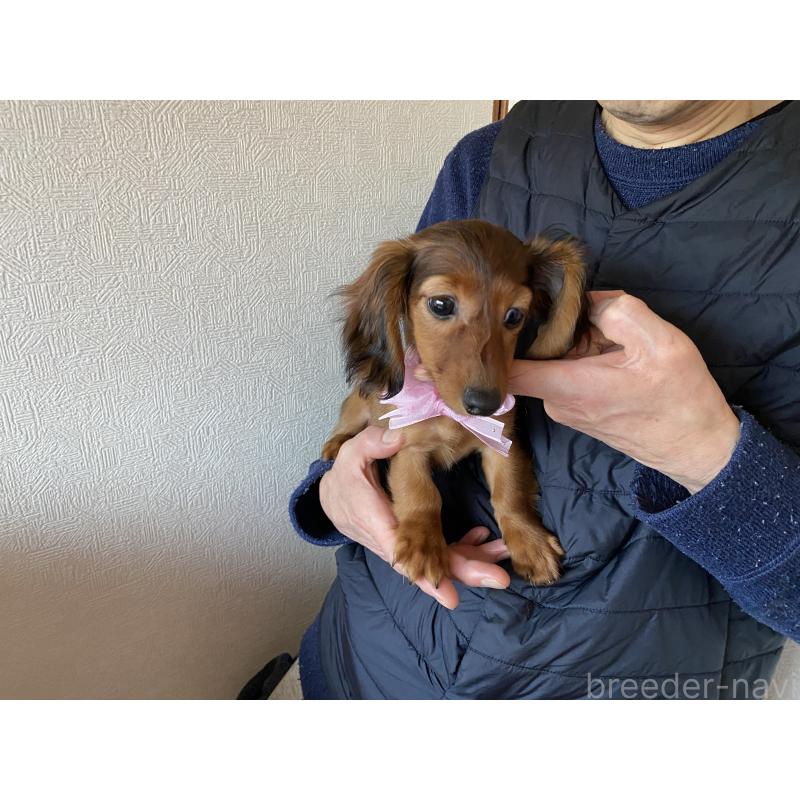 販売中の千葉県のカニンヘンダックスフンド(ロングヘアード)-444426