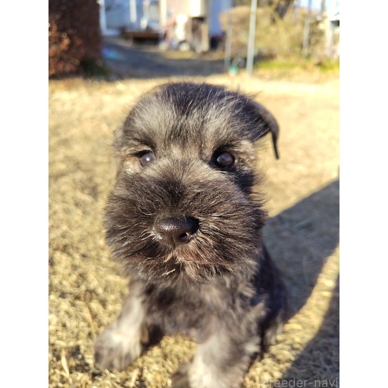 販売中の栃木県のミニチュアシュナウザー-447751の5枚目