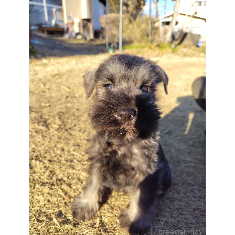 販売中の栃木県のミニチュアシュナウザー-447751の4枚目