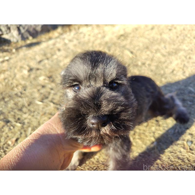 販売中の栃木県のミニチュアシュナウザー-447751の2枚目